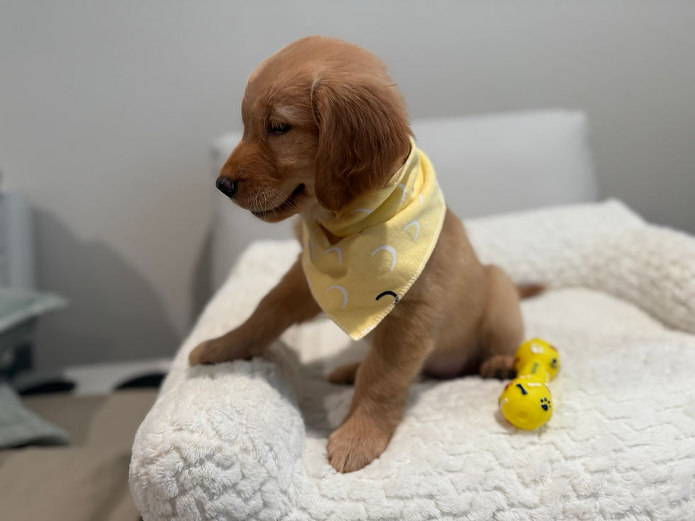 Thumbnail: Pumpkin - Golden Retriever (1066)