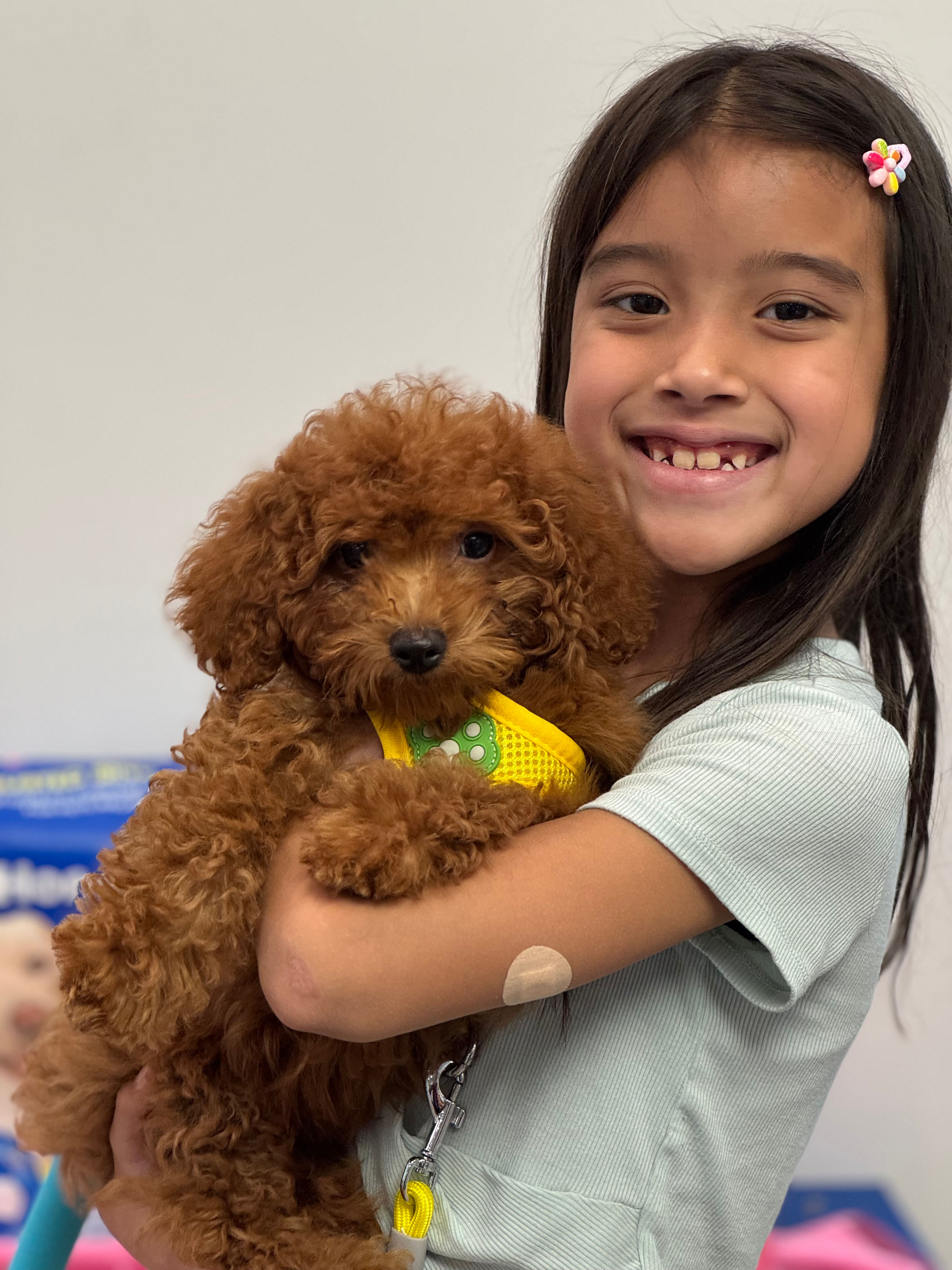 Almond-Maltipoo (114571)