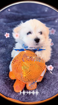 Thumbnail: Koko- Maltipoo (1071)