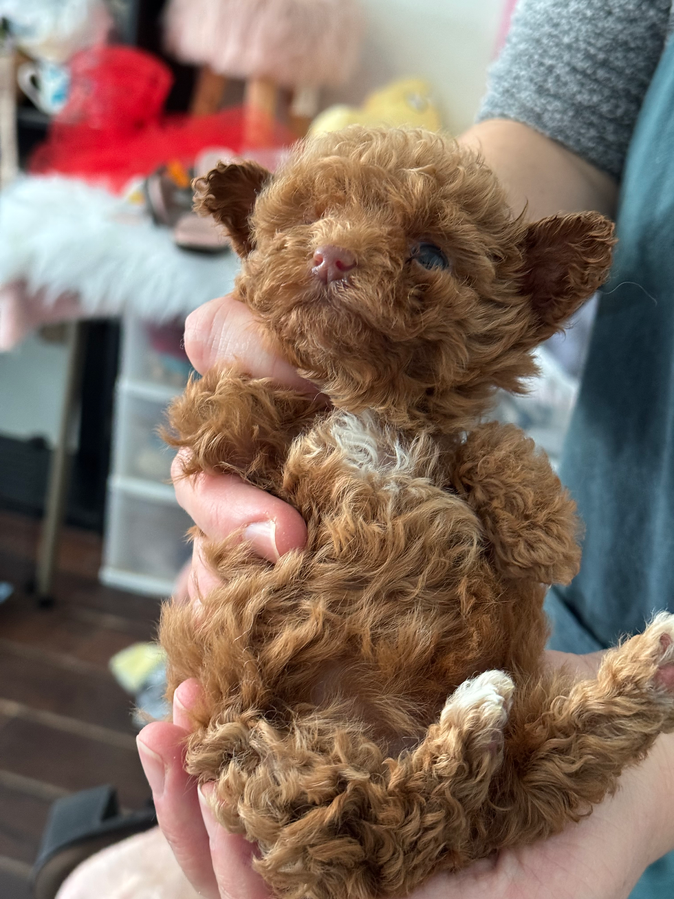 Thumbnail: Coconut - mini maltipoo (1088)