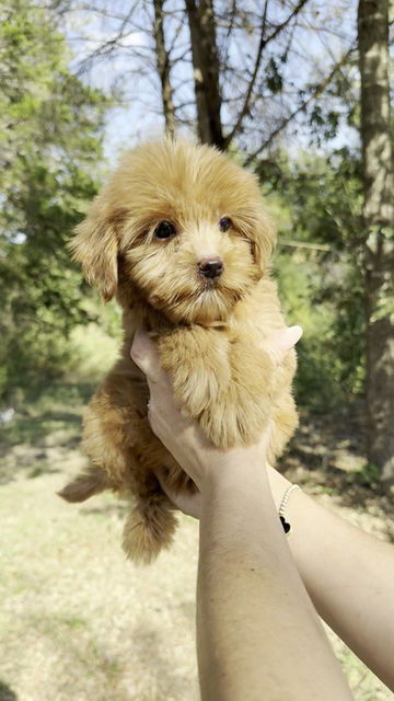 Thumbnail: Milo  - Mini Goldendoodle(1077)