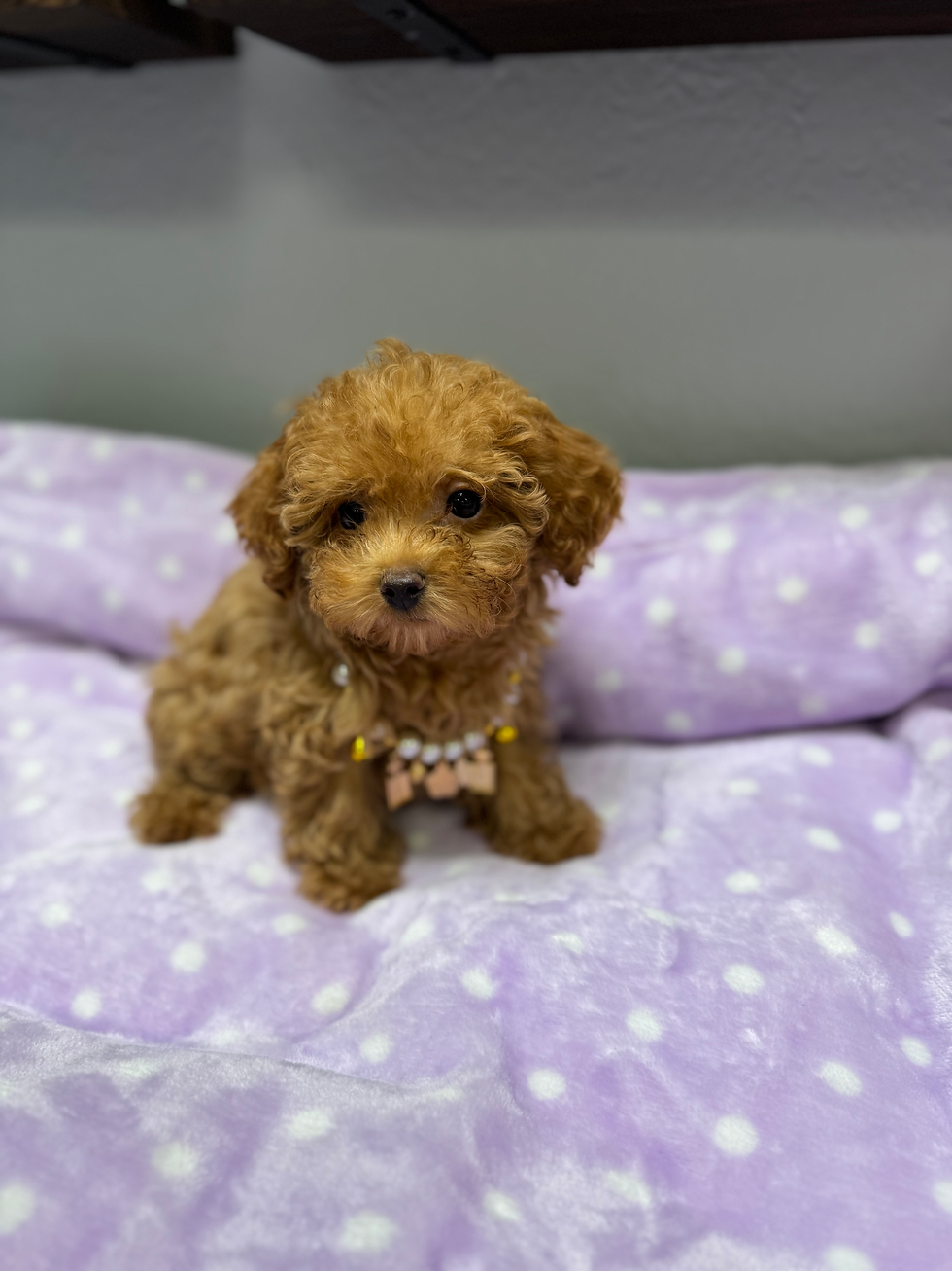 Thumbnail: Potato -Maltipoo (1047)