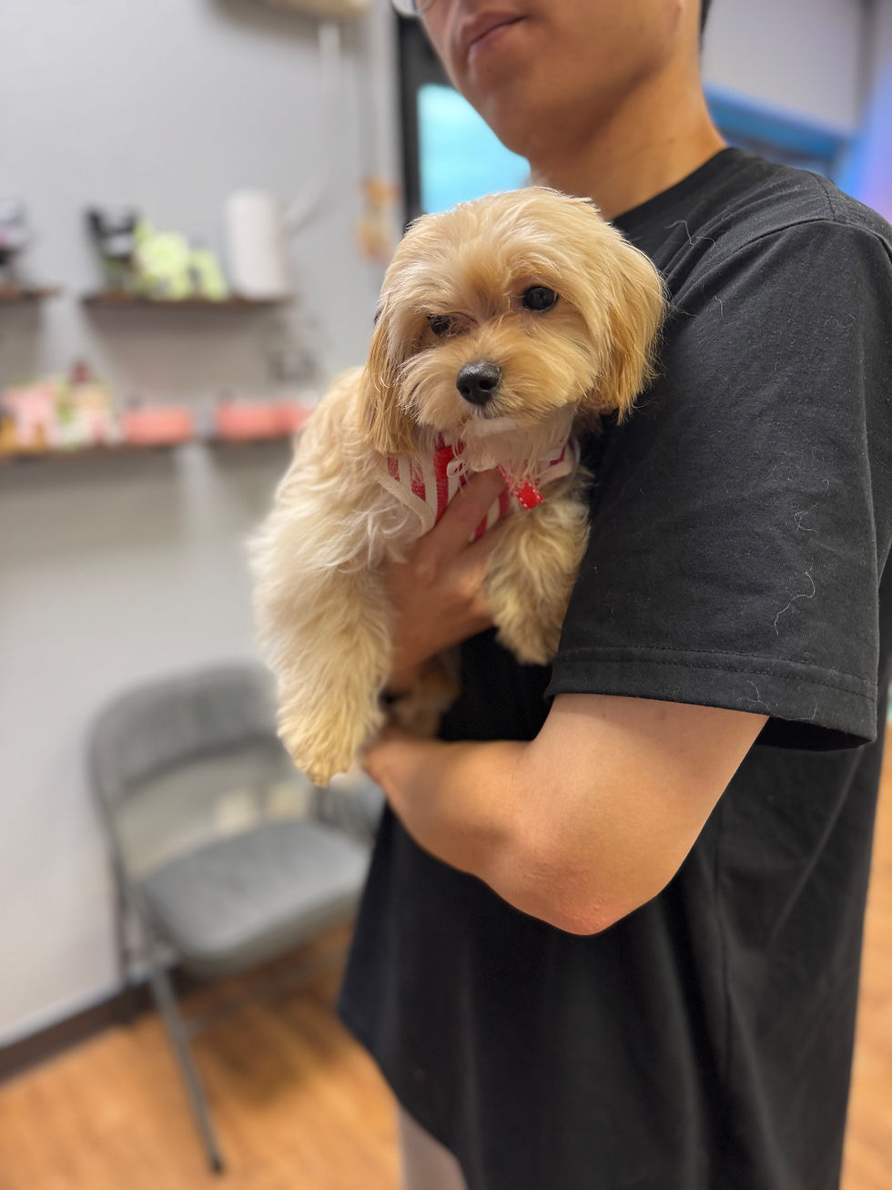 Thumbnail: Eric  --Maltipoo(1124)