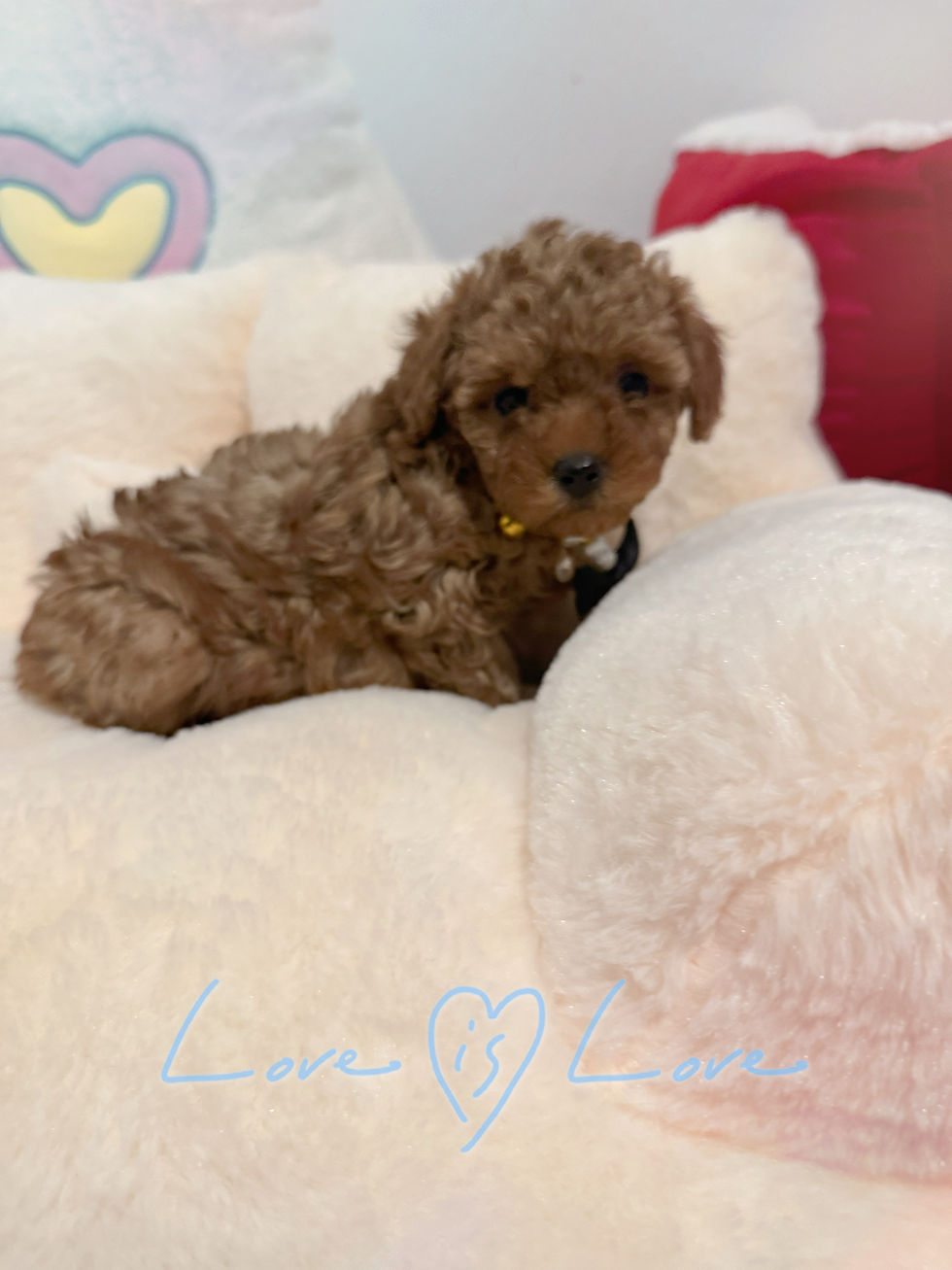 Thumbnail: Cash -Maltipoo (1111)
