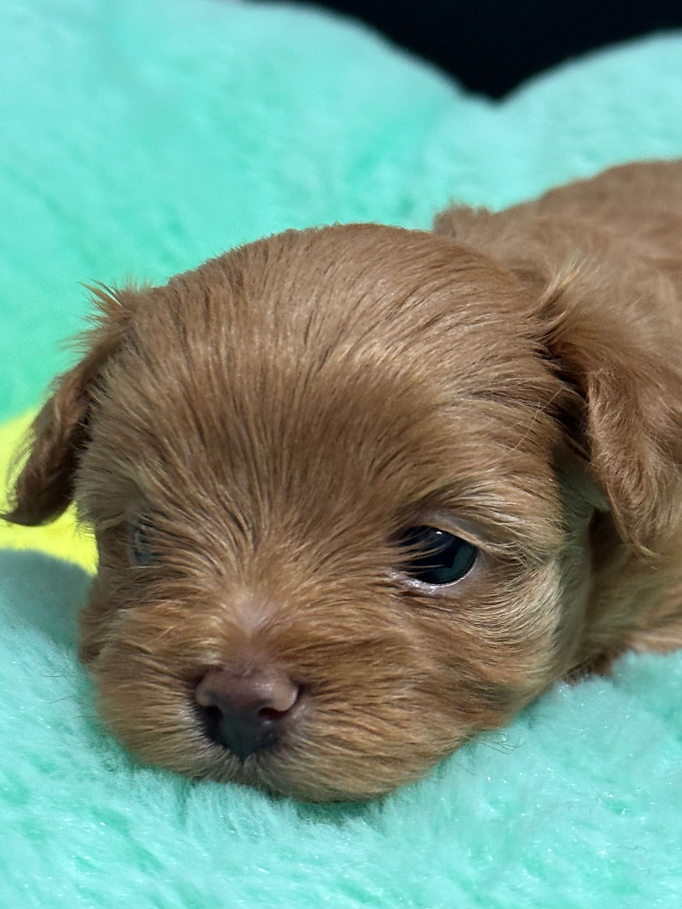 Thumbnail: Ellie -Maltipoo (11445)