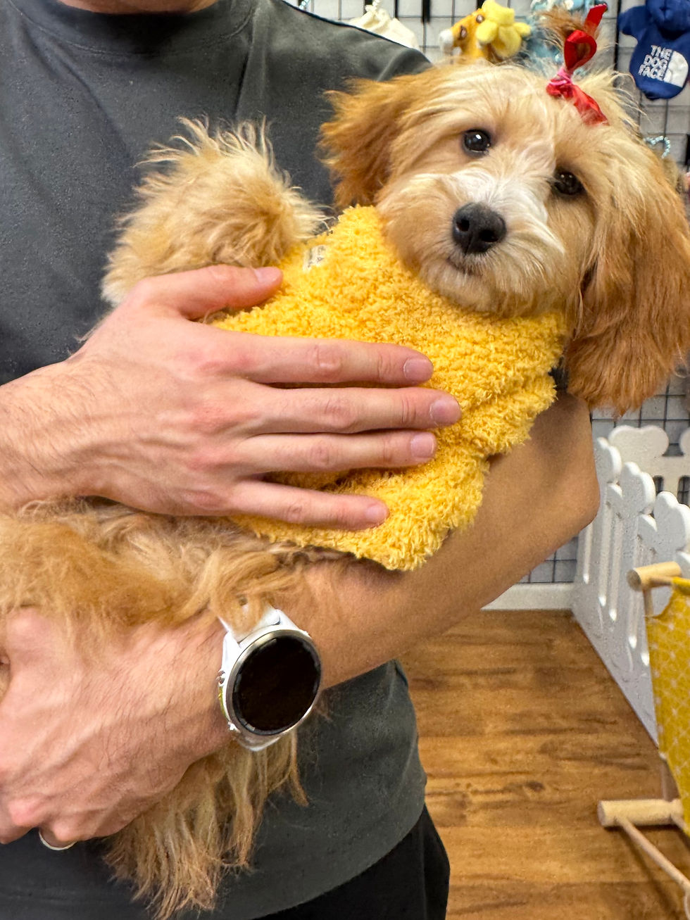 Thumbnail: Happy  - Mini  Goldendoodle(1078)