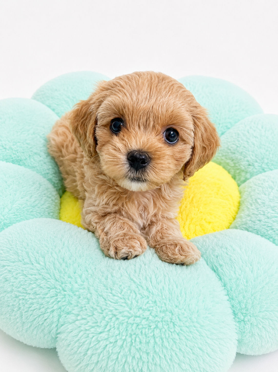Luna -Maltipoo (11447))