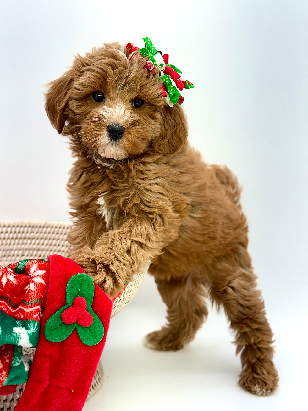 Thumbnail: Tina  -Mini Goldendoodle (1105)