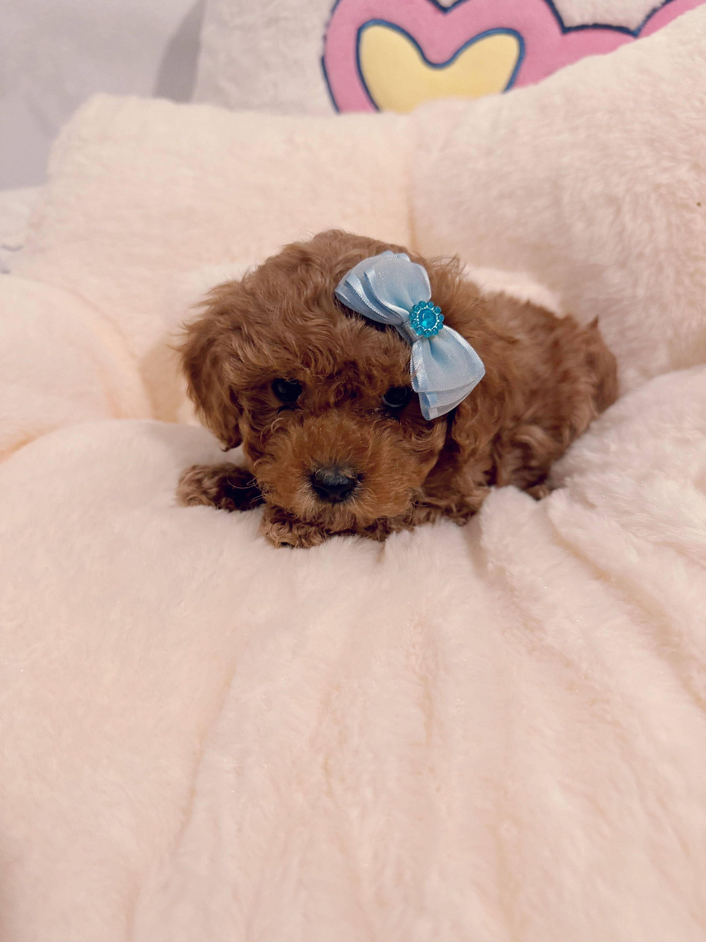 Almond --Maltipoo(1116)