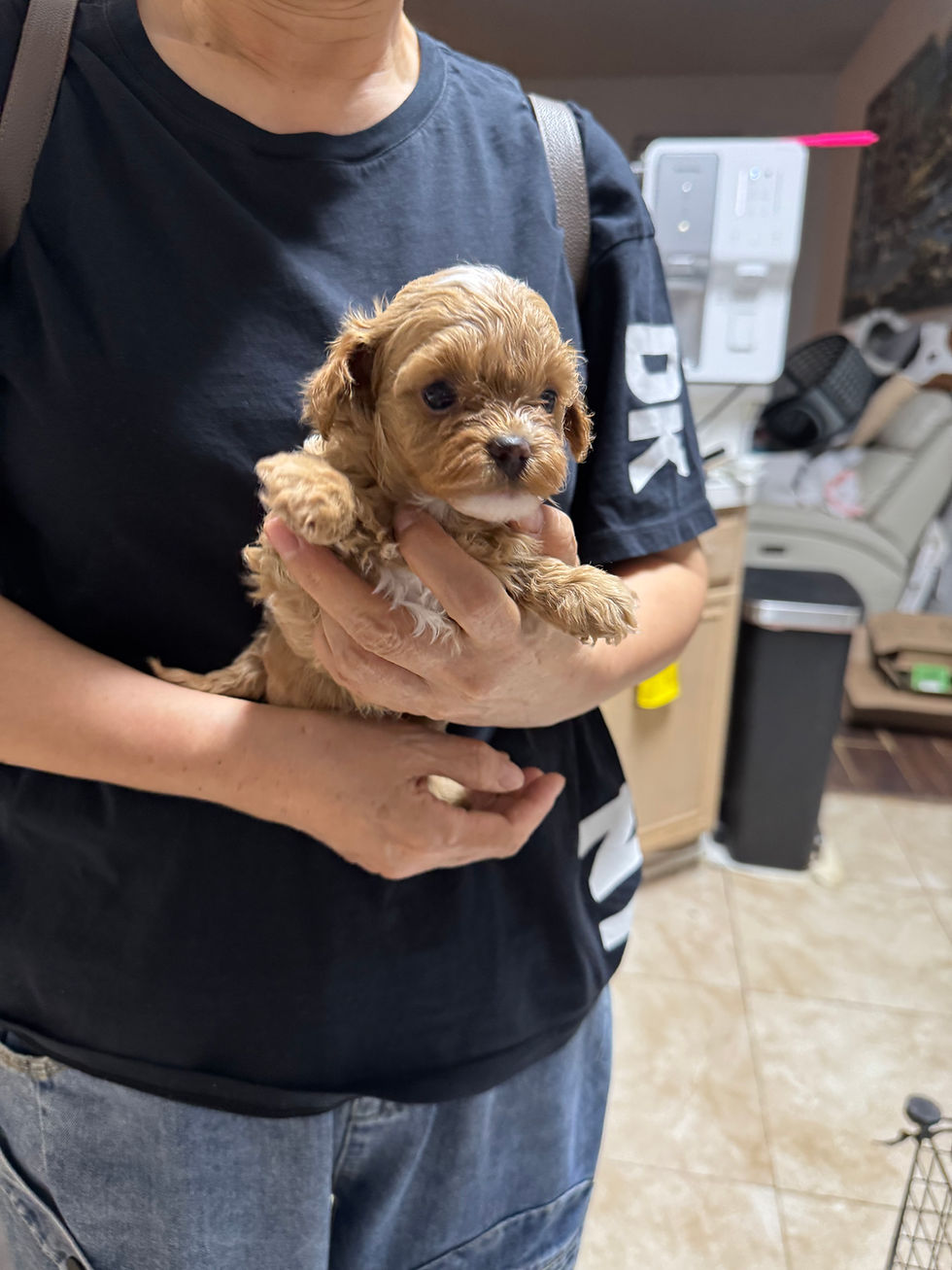 Thumbnail: Choko -Maltipoo(114562)