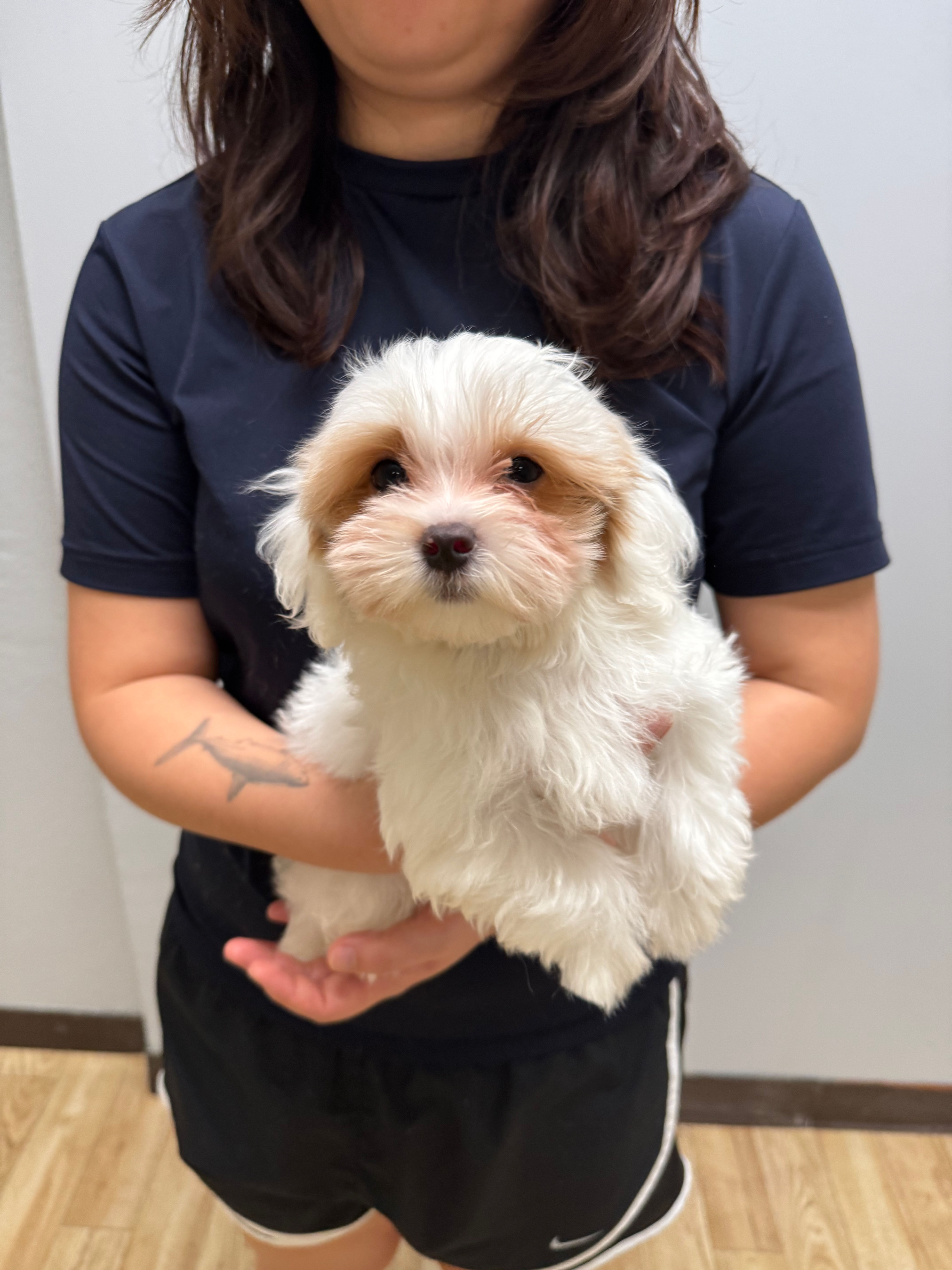 Benji - -Maltipoo (114557)