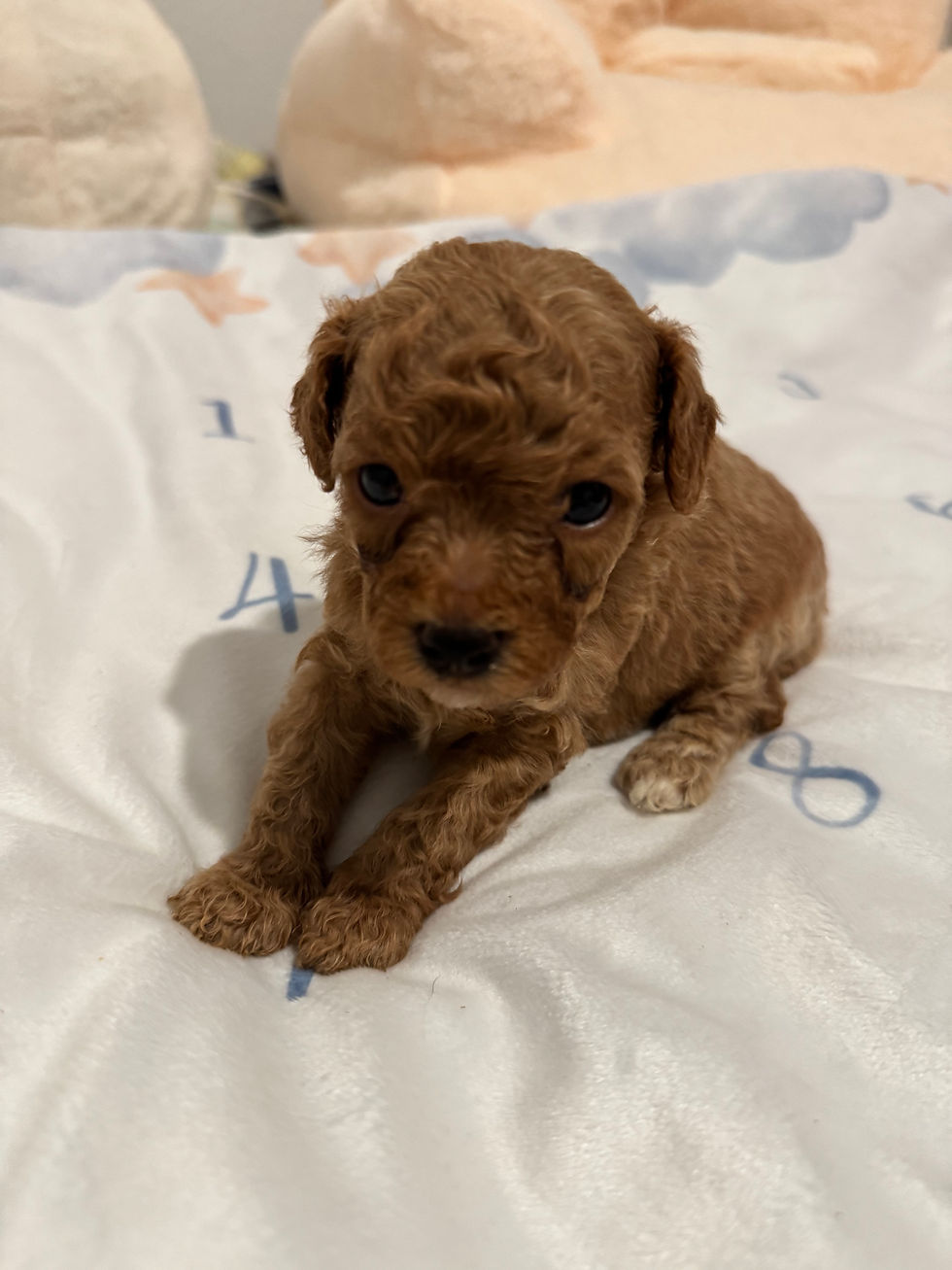 Thumbnail: Bear- -Maltipoo (11450)