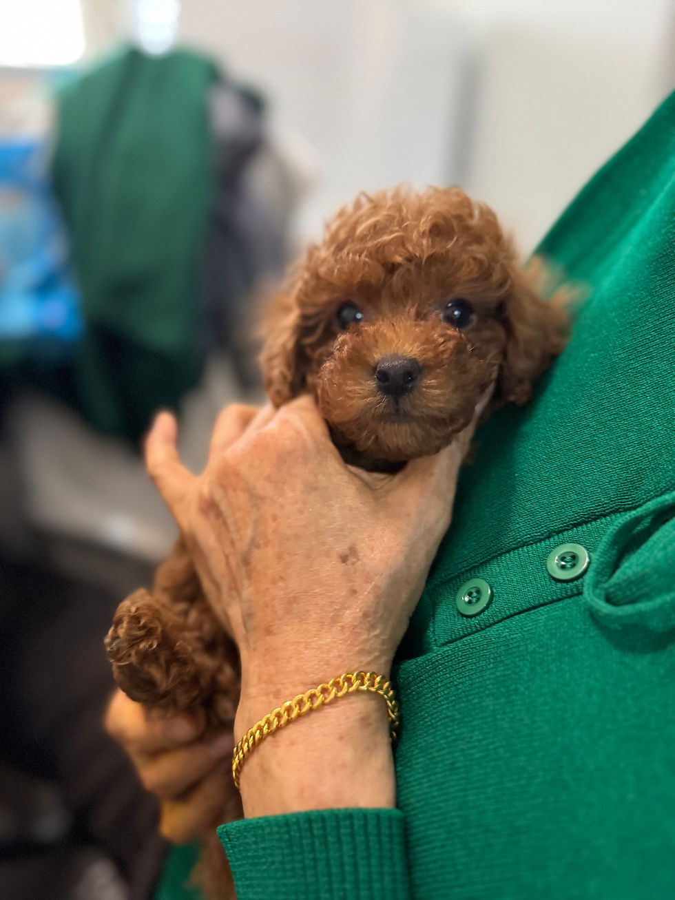 Thumbnail: Jackson-Toy poodle (1129)