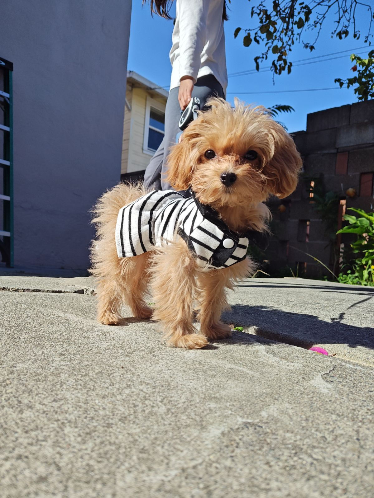 Sassy -Maltipoo (1056)