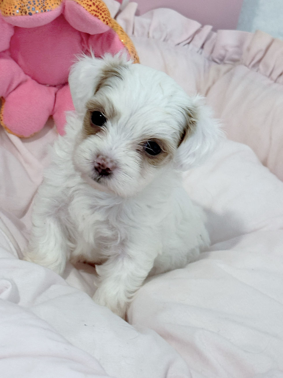 Thumbnail: Benji - -Maltipoo (114557)