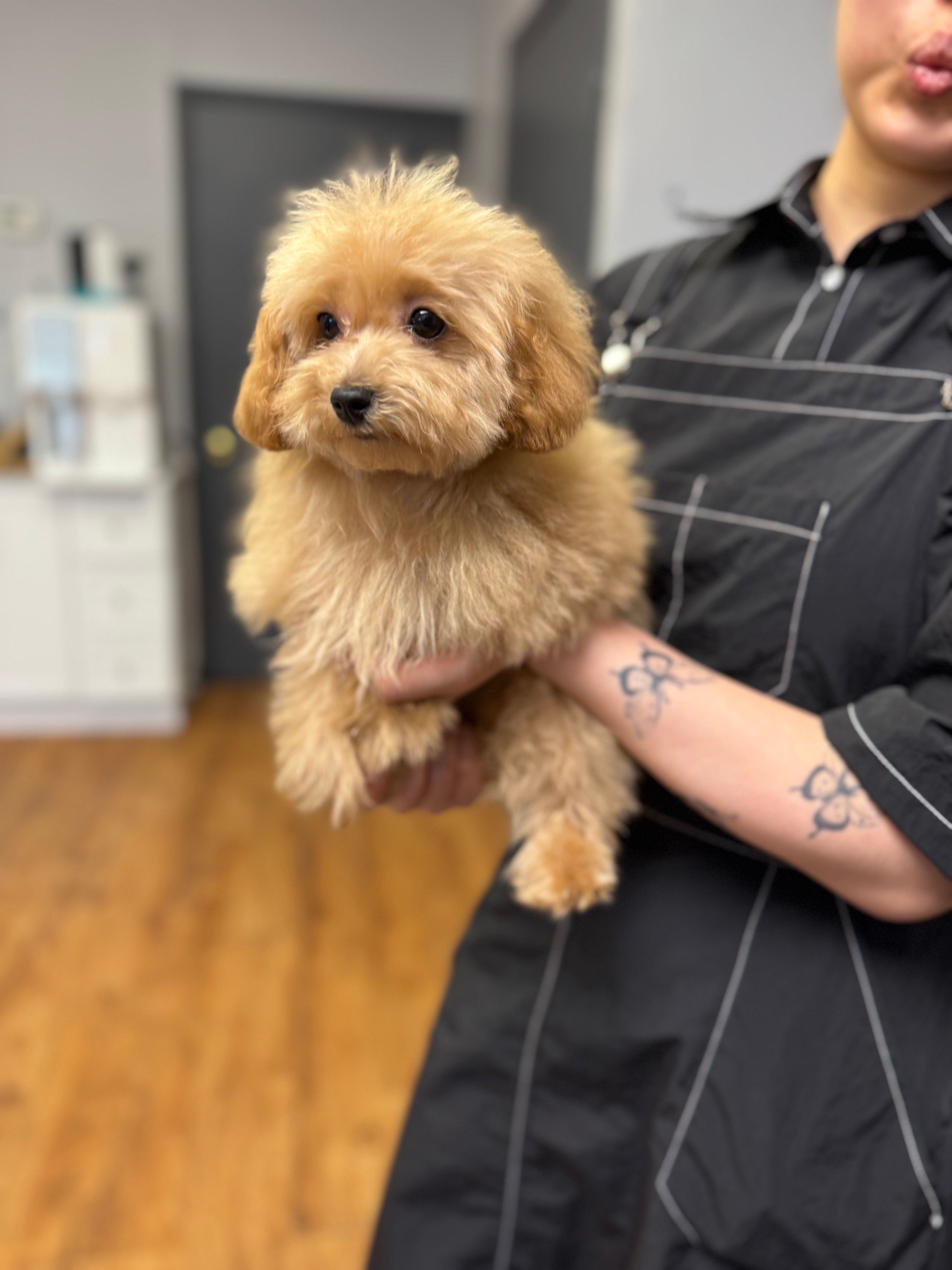 Mushroom- Maltipoo(1120)