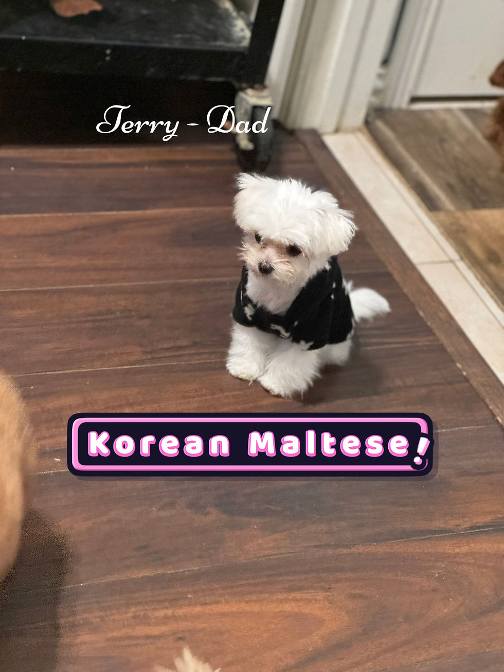 Thumbnail: John  -- Maltipoo(1123)