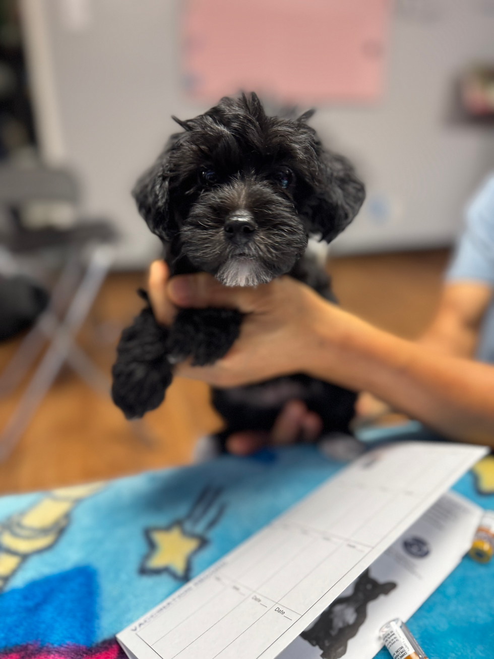 Thumbnail: Blueberry- Yorkipoo   (1056)