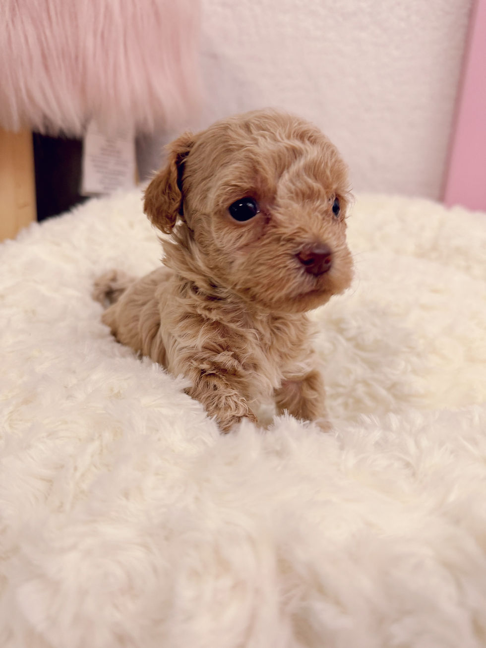 Thumbnail: Biscuit -Maltipoo (1048)