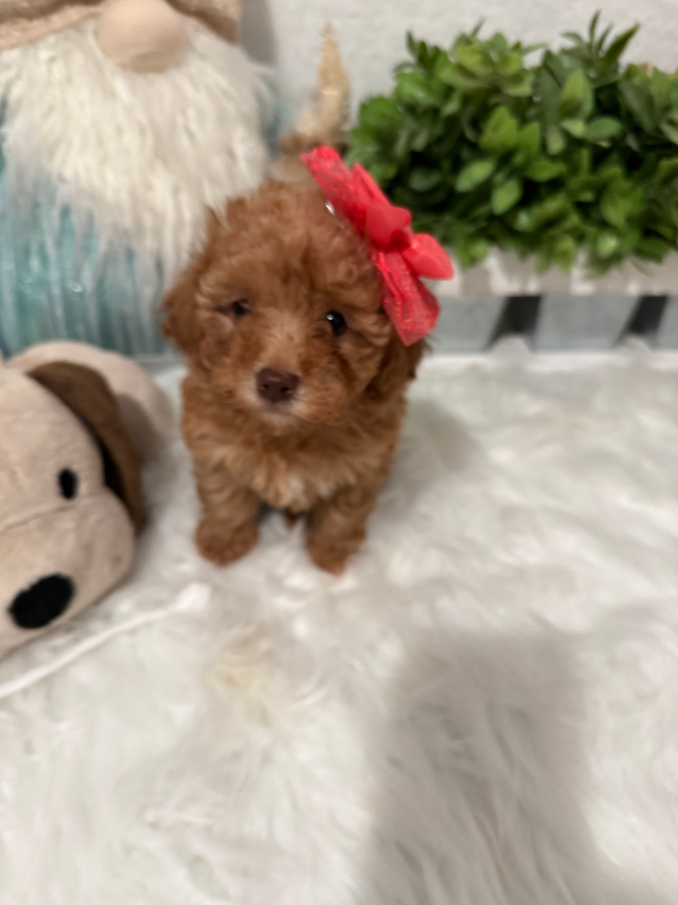 Thumbnail: Bella -Maltipoo(1126)