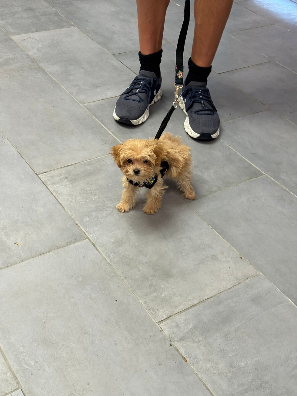 Thumbnail: Caffe -Maltipoo(114560)