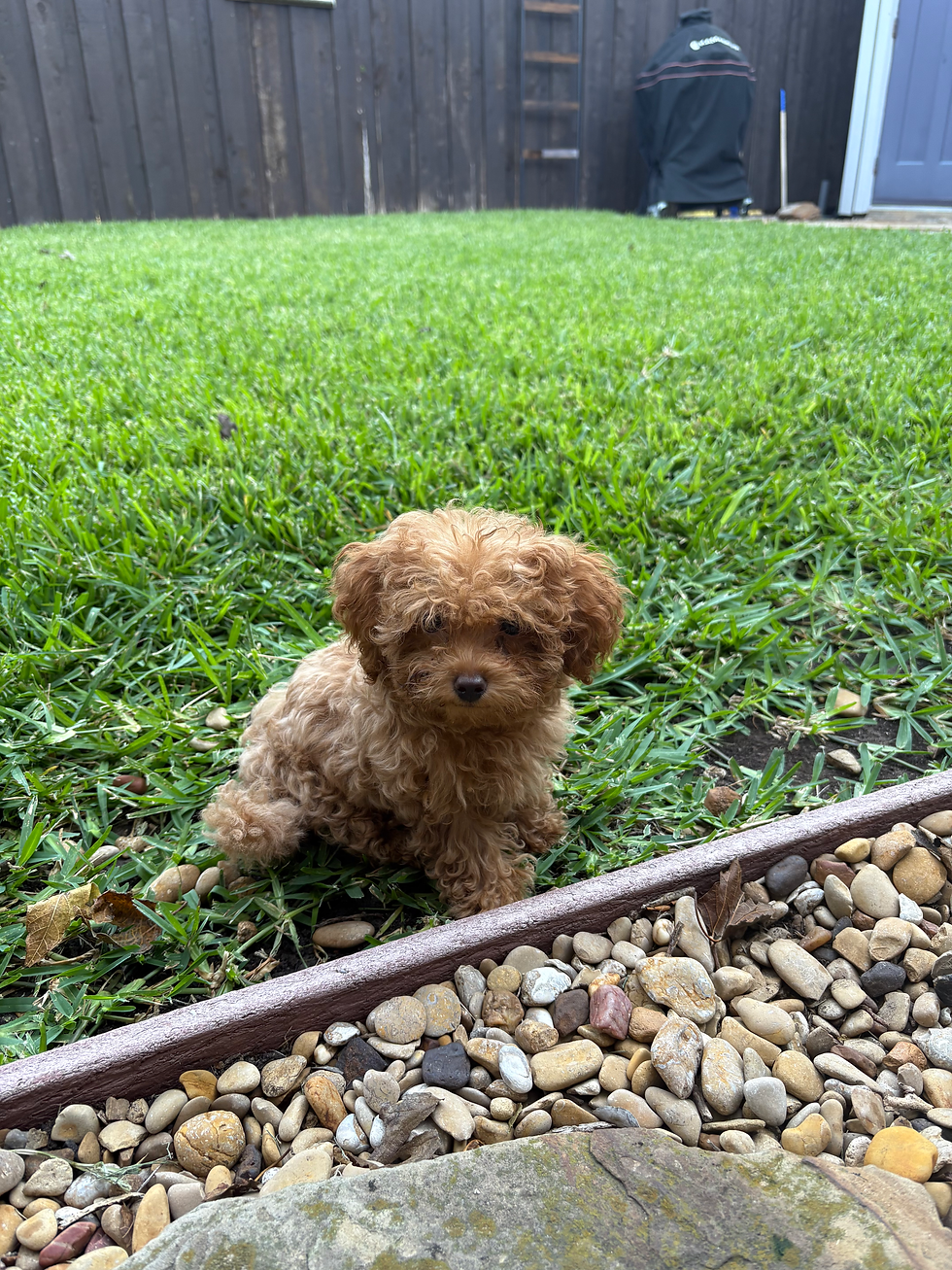 Thumbnail: Potato -Maltipoo (1047)
