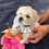 Thumbnail: Biscuits -Maltipoo  (1069)
