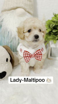 Thumbnail: Lady  -Maltipoo(1127)