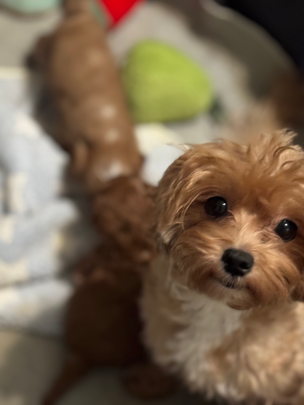 Thumbnail: Leo- Maltipoo (1088)