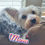 Thumbnail: Ruby-Yorkiepoo(11442)