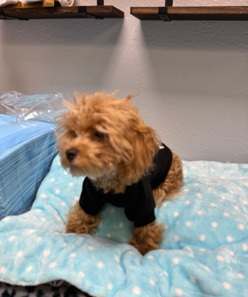 Thumbnail: Almond -  Maltipoo (1065)