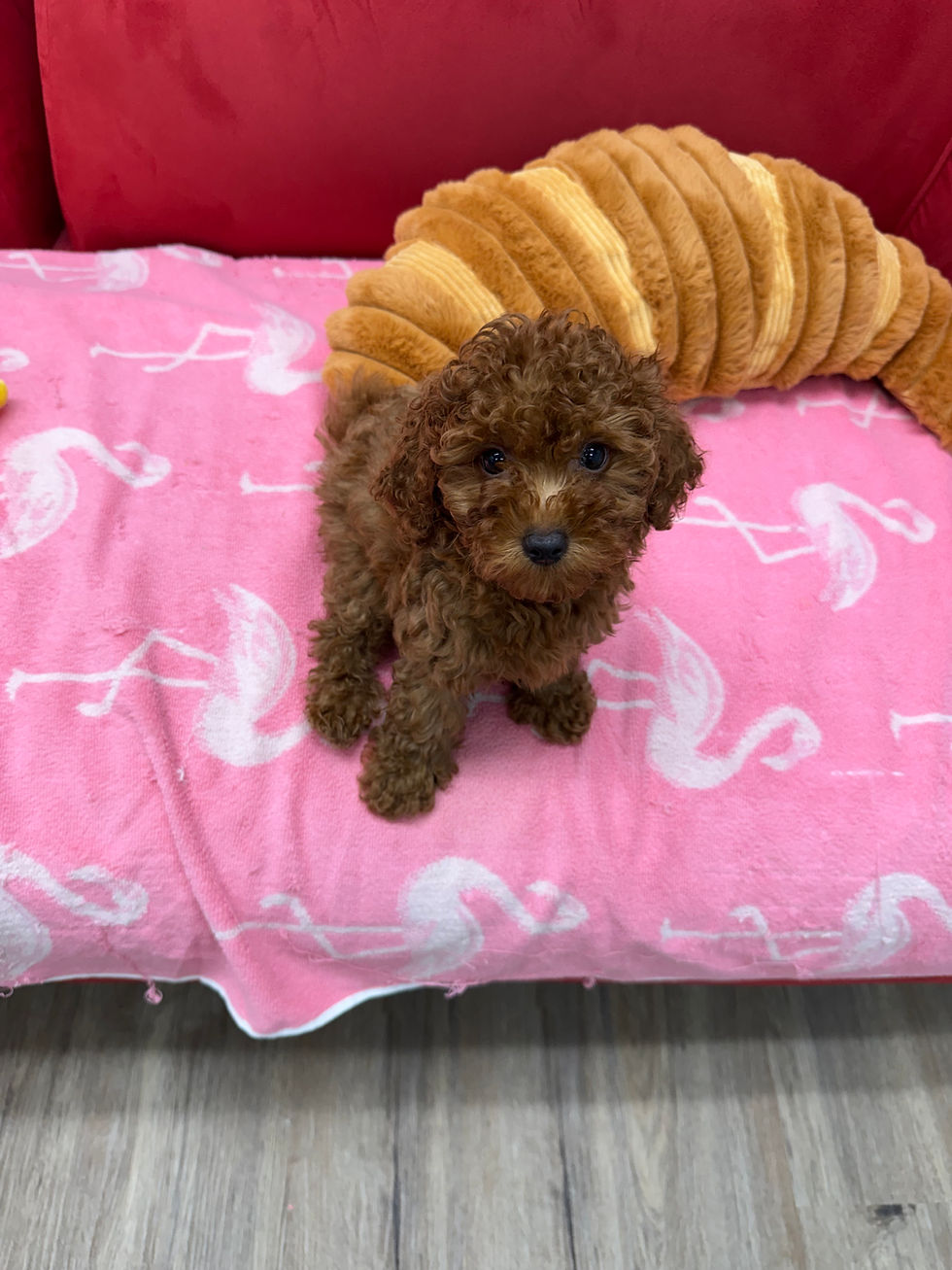 Thumbnail: Almond-Maltipoo (114571)