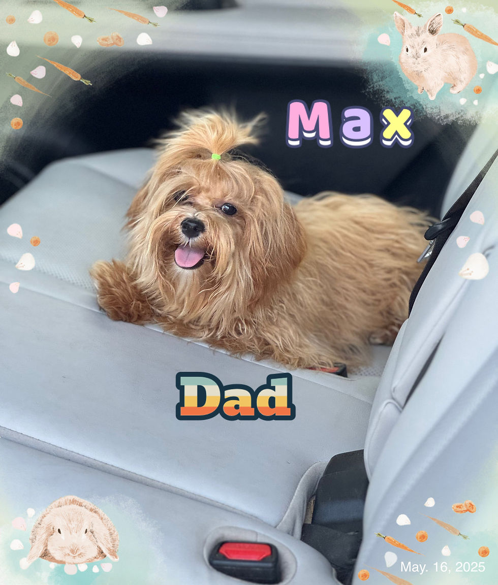 Thumbnail: Cookie-maltipoo  (1037)