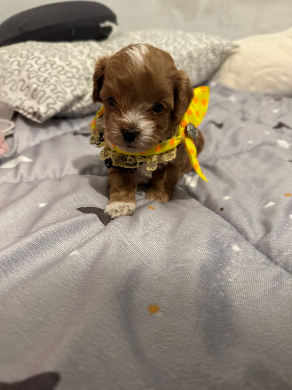 Thumbnail: Leo- Maltipoo (1088)