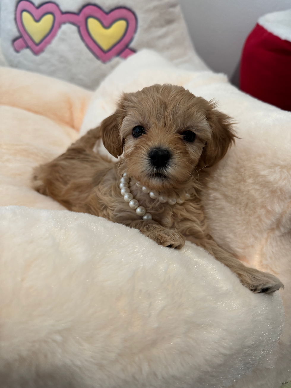 Thumbnail: Anna -Maltipoo (1099)