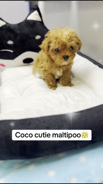 Thumbnail: Coco - Maltipoo(1097)