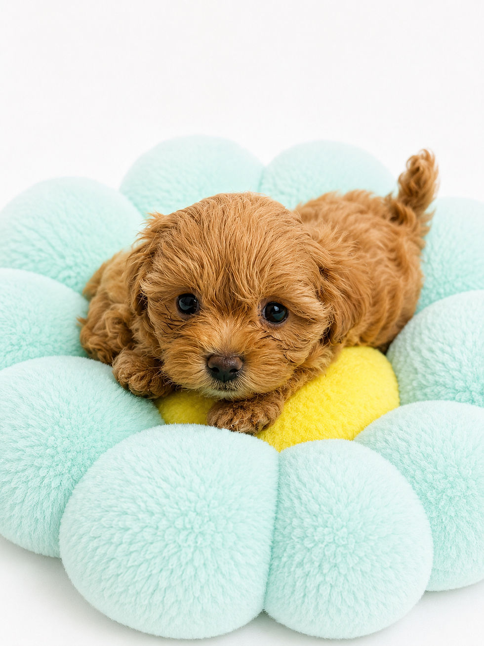 Thumbnail: Ellie -Maltipoo (11445)