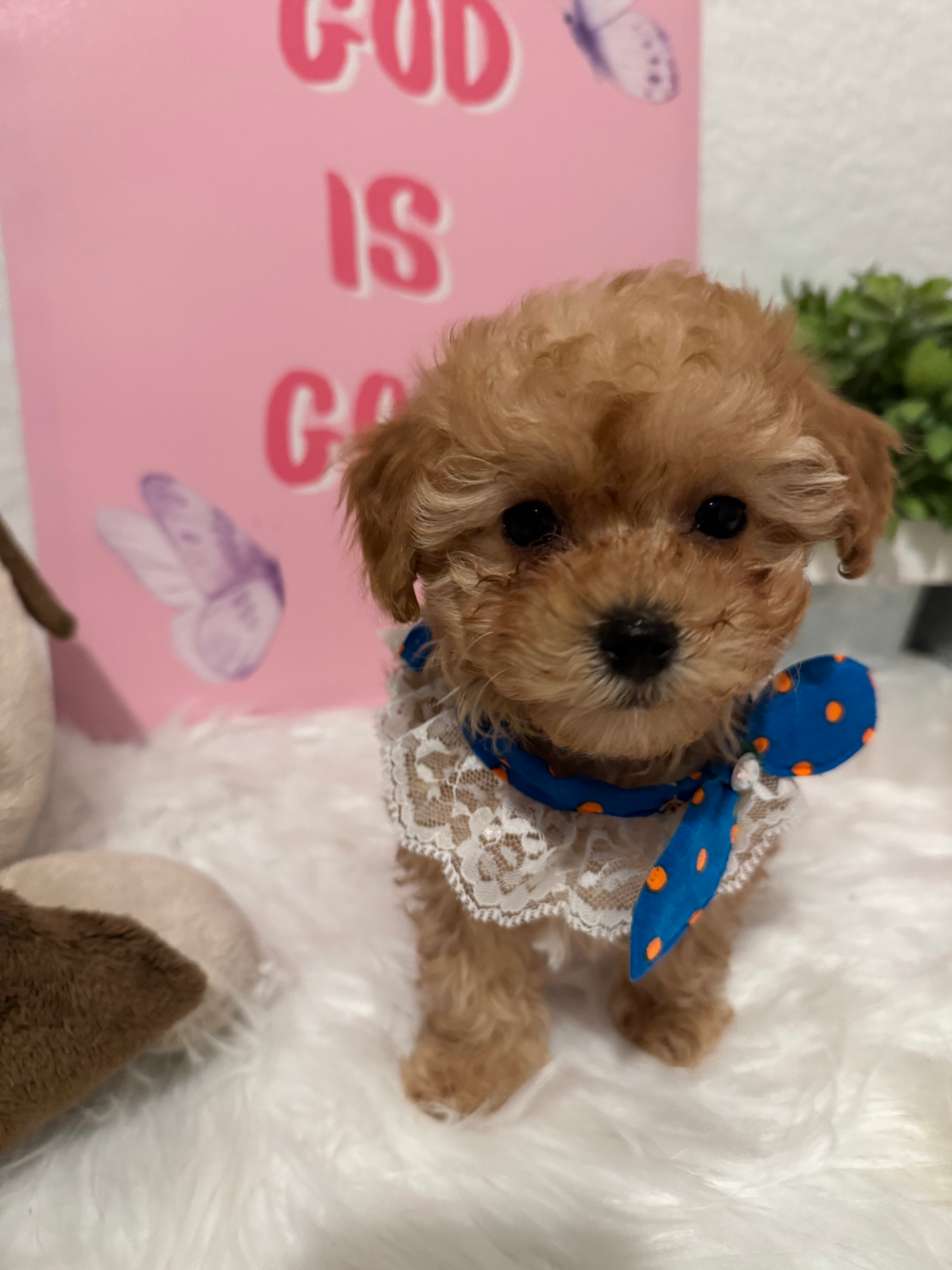 Denny-Maltipoo (1110)