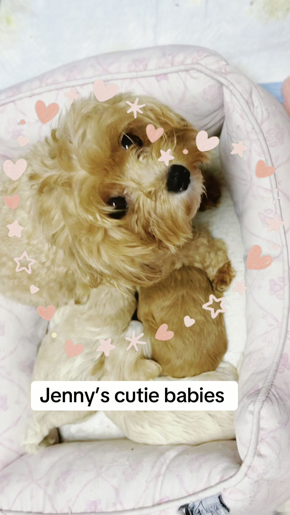 Thumbnail:  Bruno -Maltipoo (11446)