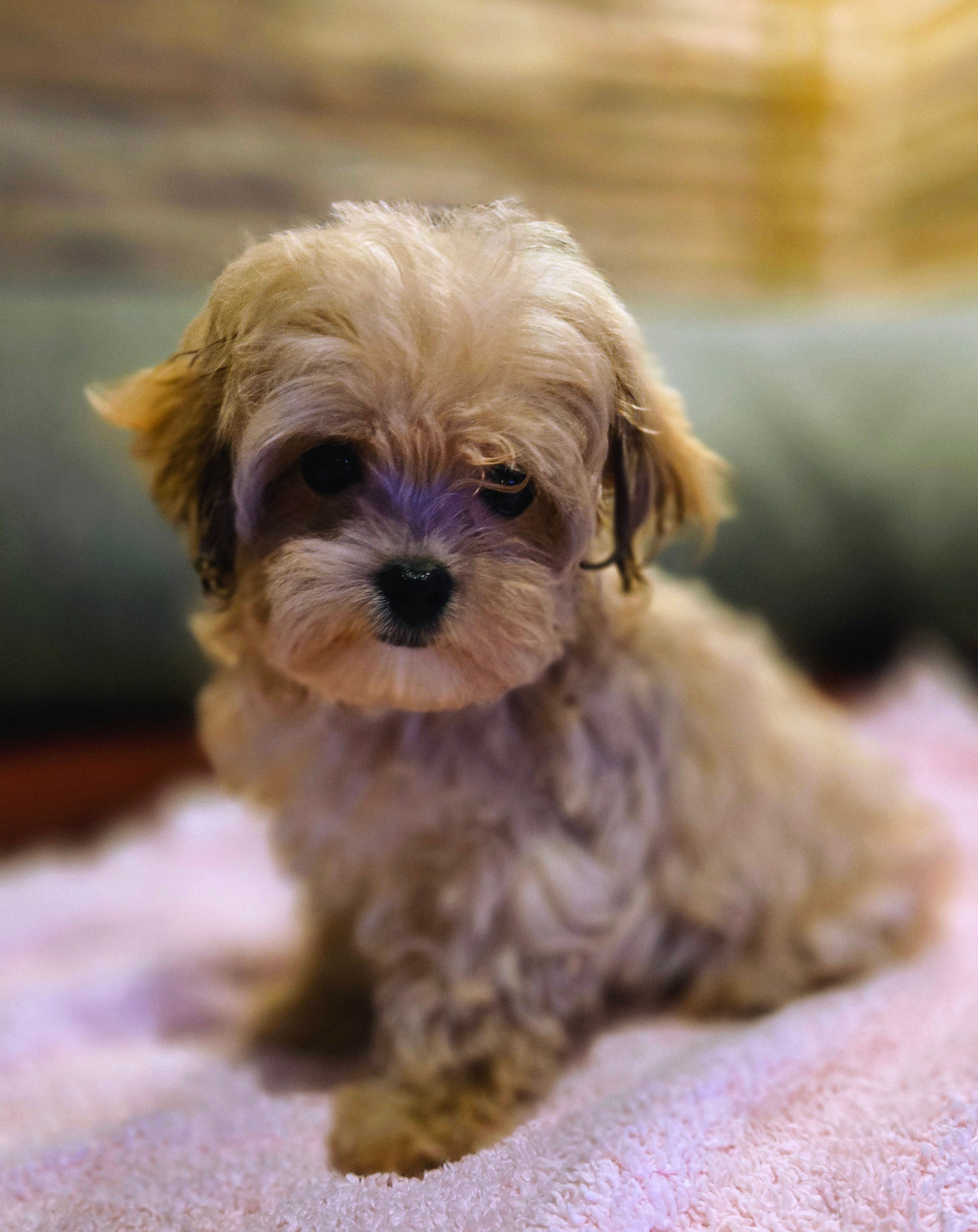 Milo- Maltipoo (1052