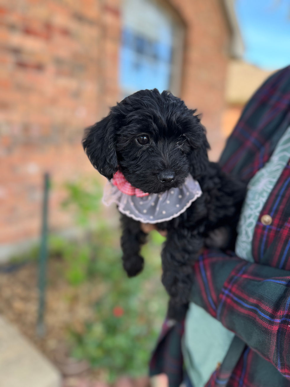 Thumbnail: Coco-Yorkiepoo(11443)