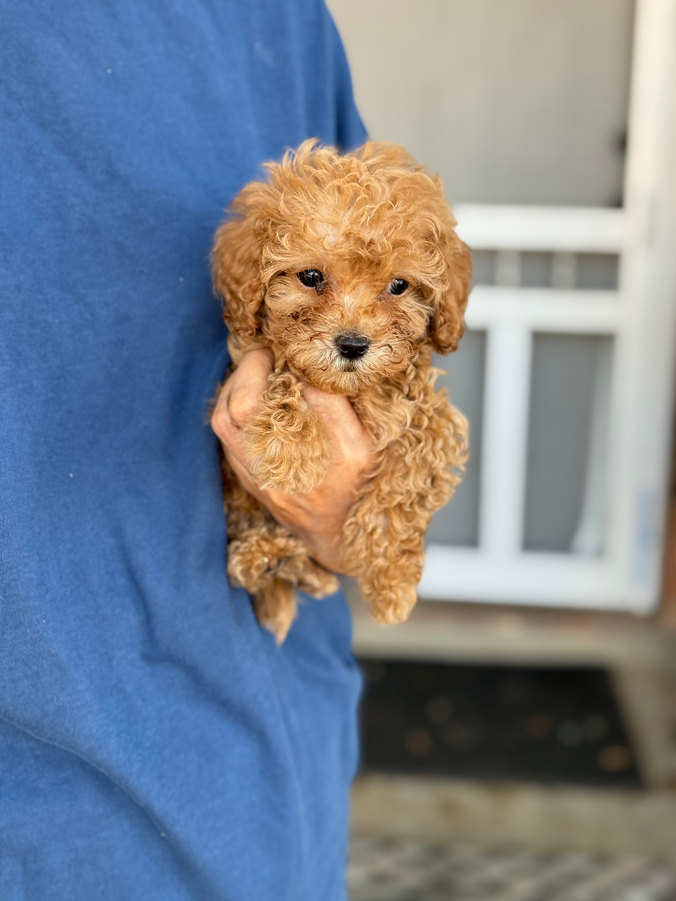 Thumbnail: Sally  -Maltipoo (1095)