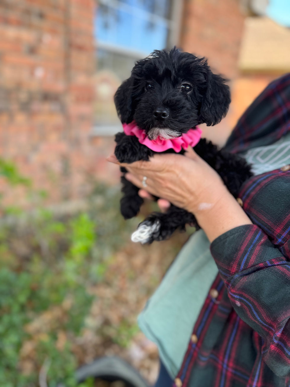 Thumbnail: Ruby-Yorkiepoo(11442)