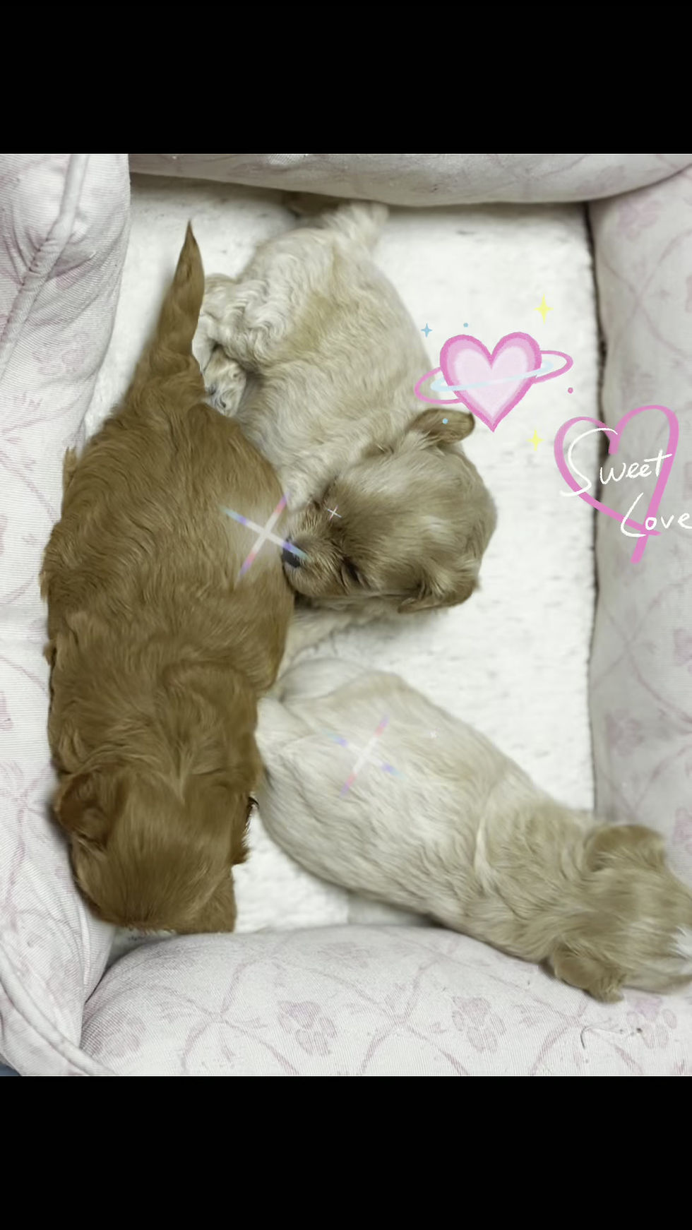 Thumbnail: Ellie -Maltipoo (11445)
