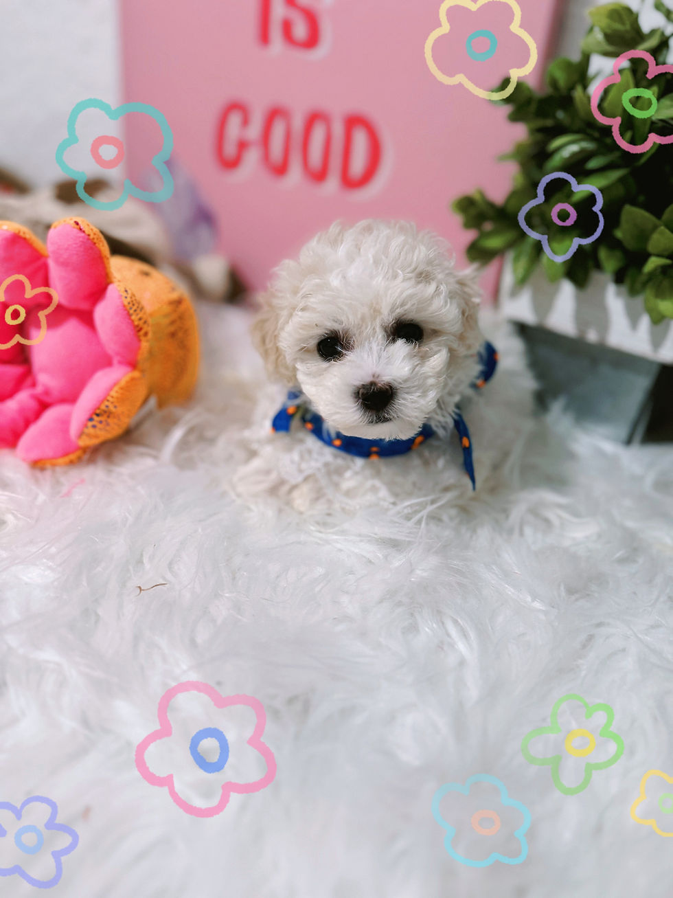 Thumbnail: Snow-Maltipoo (11449)
