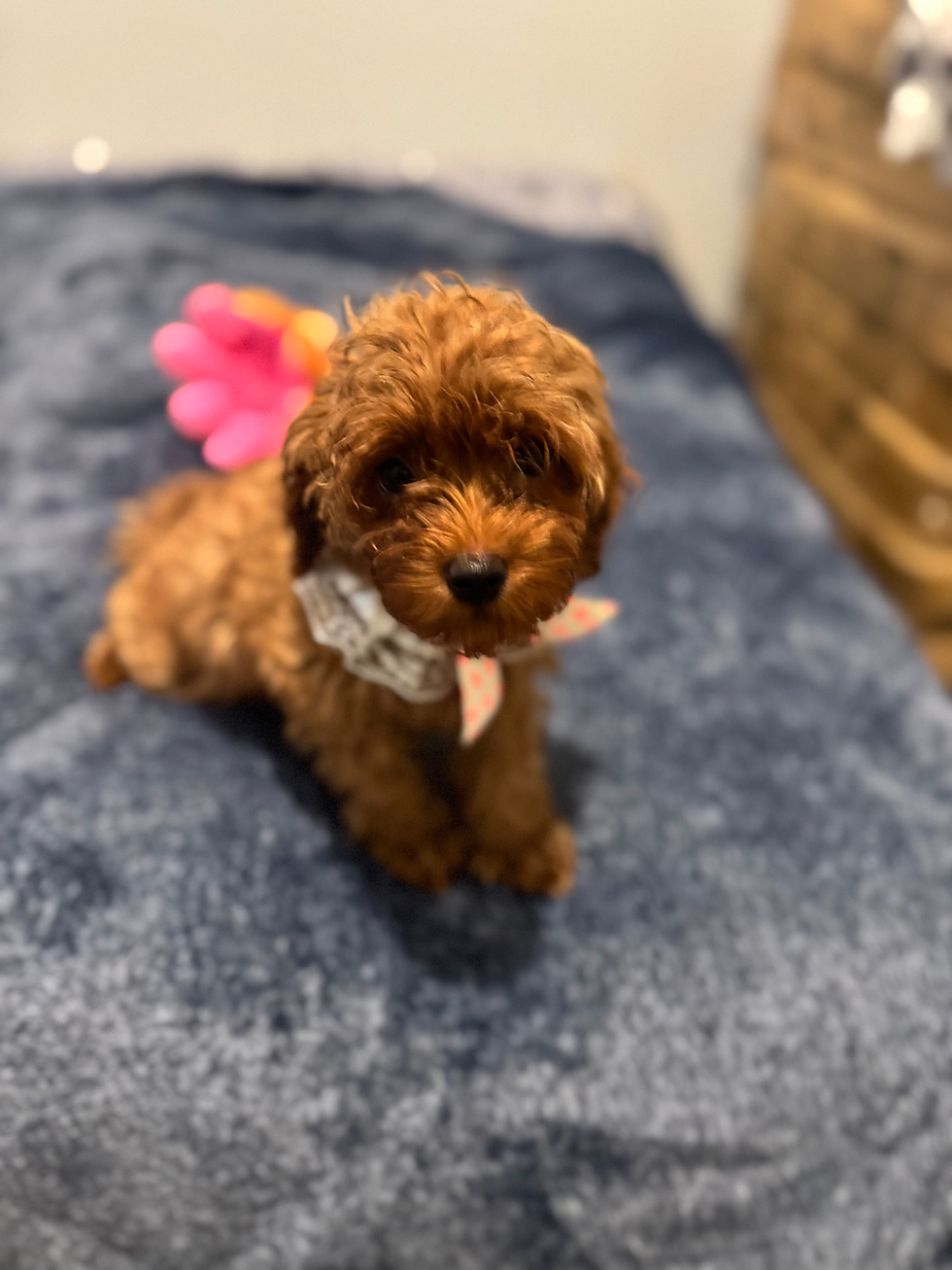 Thumbnail: Marshmelon-Maltipoo (1044)