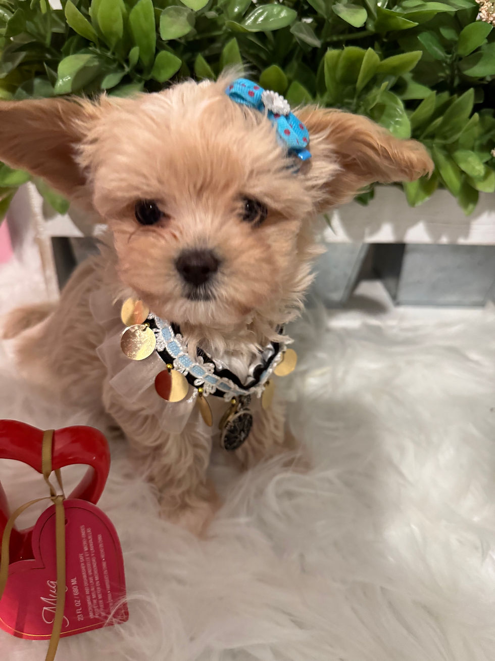 Thumbnail: John  -- Maltipoo(1123)