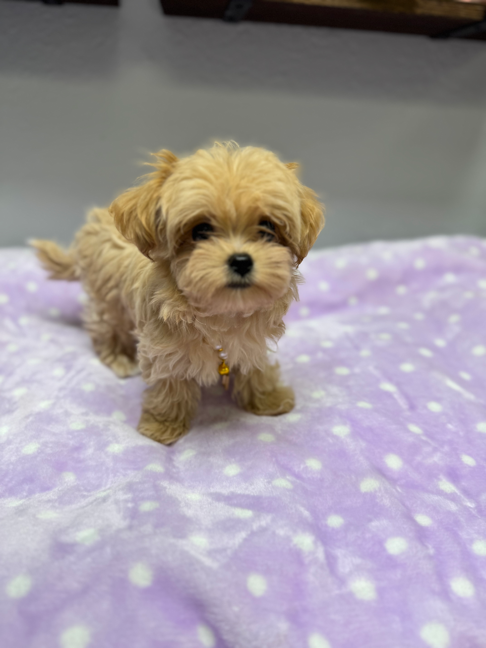 Thumbnail: Milo- Maltipoo (1052