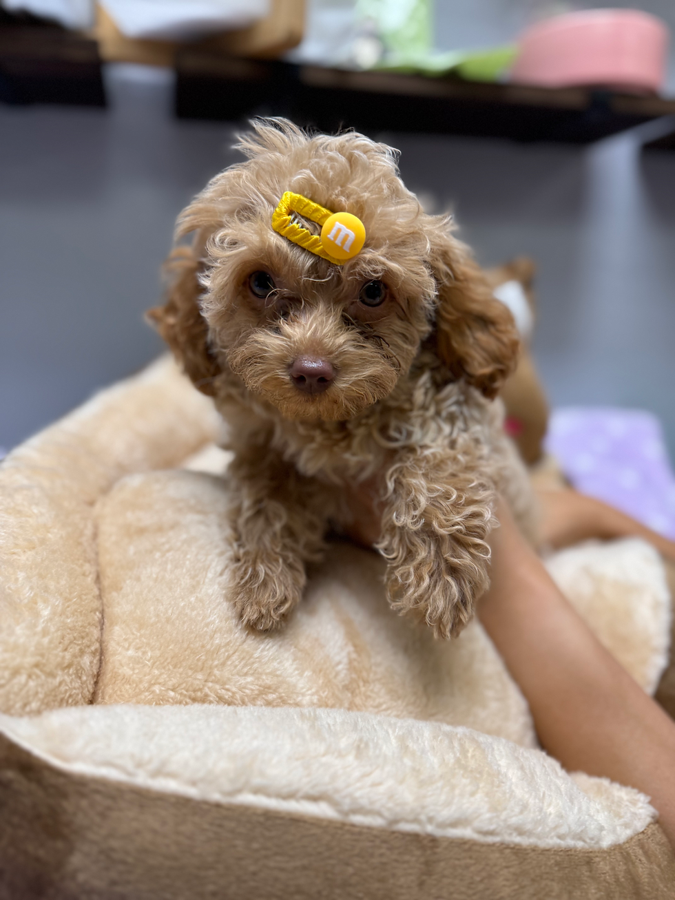 Thumbnail: Biscuit -Maltipoo (1048)