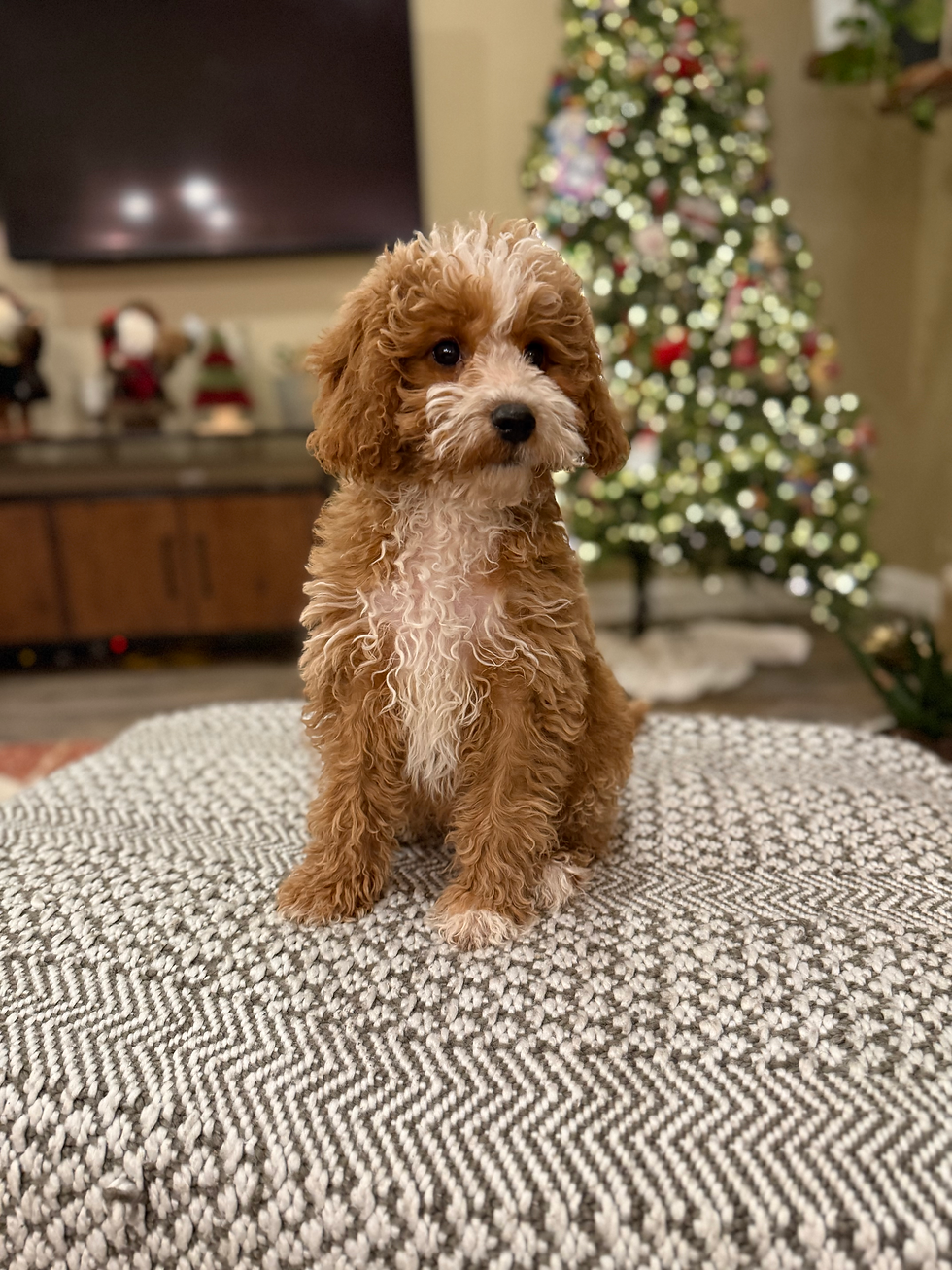Thumbnail: Benji   -Mini Goldendoodle (1109)